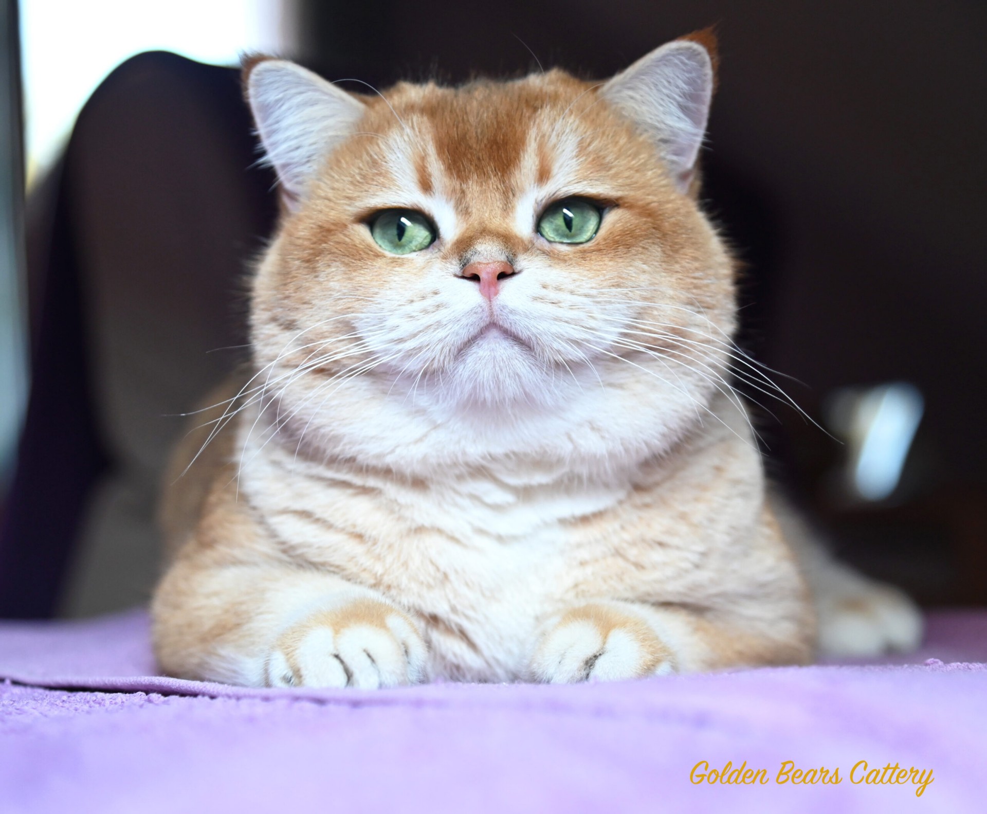Galeksy's Golden Zilton