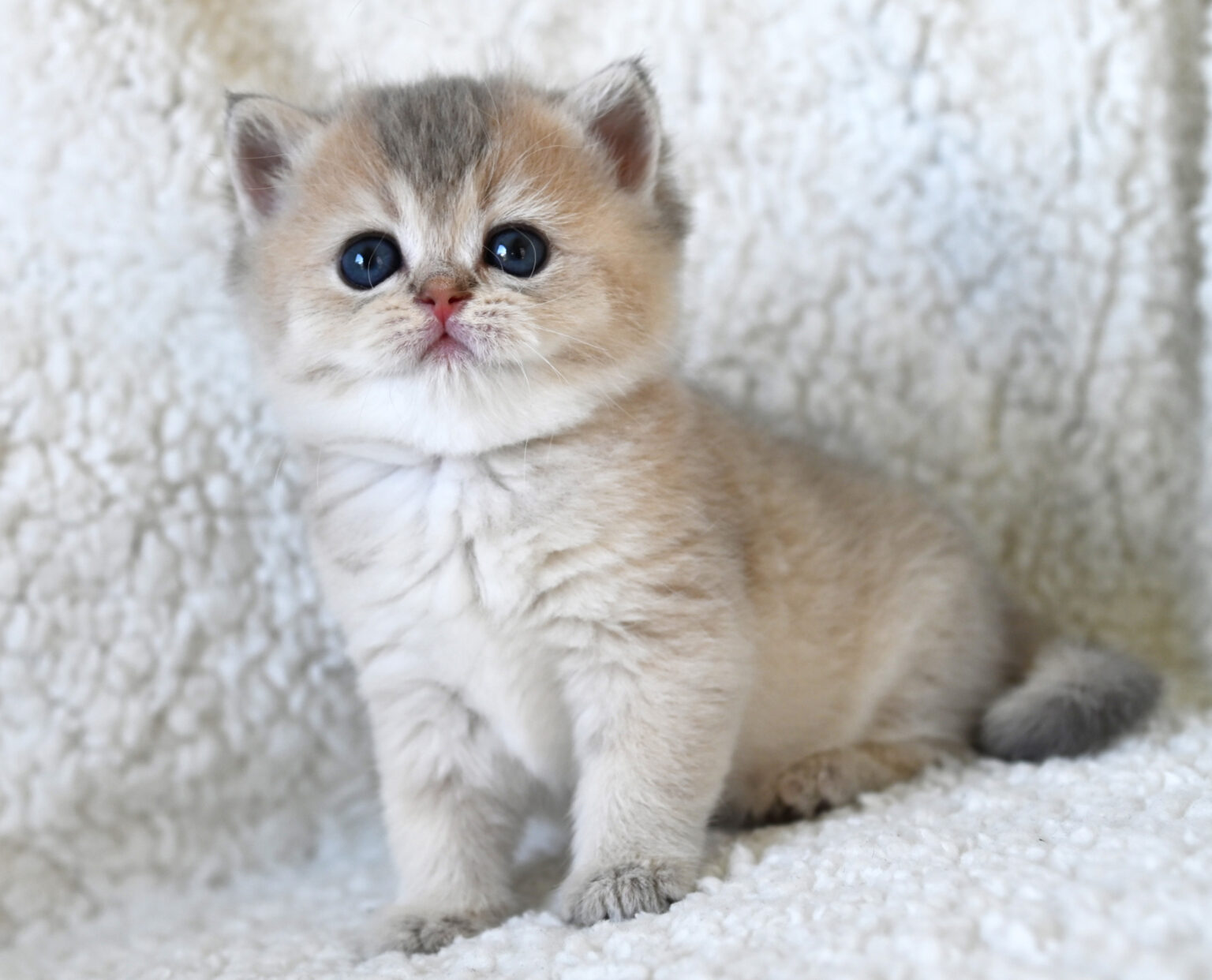 Golden kitten close-up