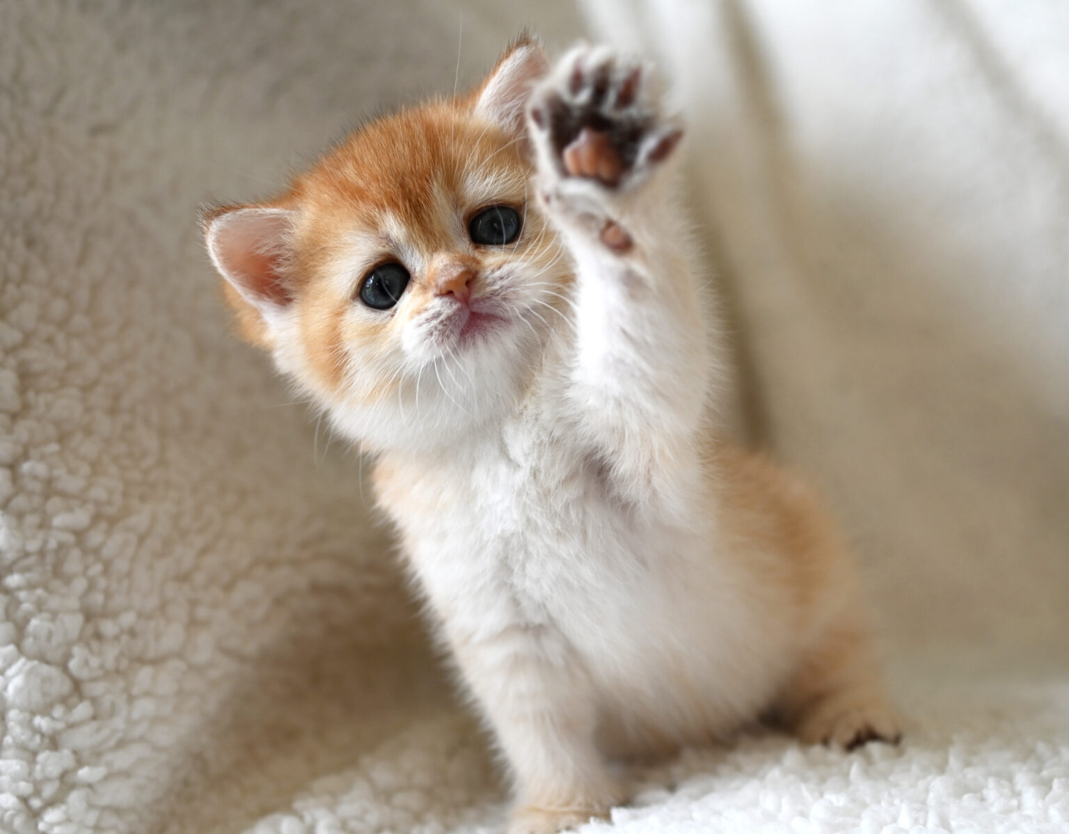 Golden kitten 2