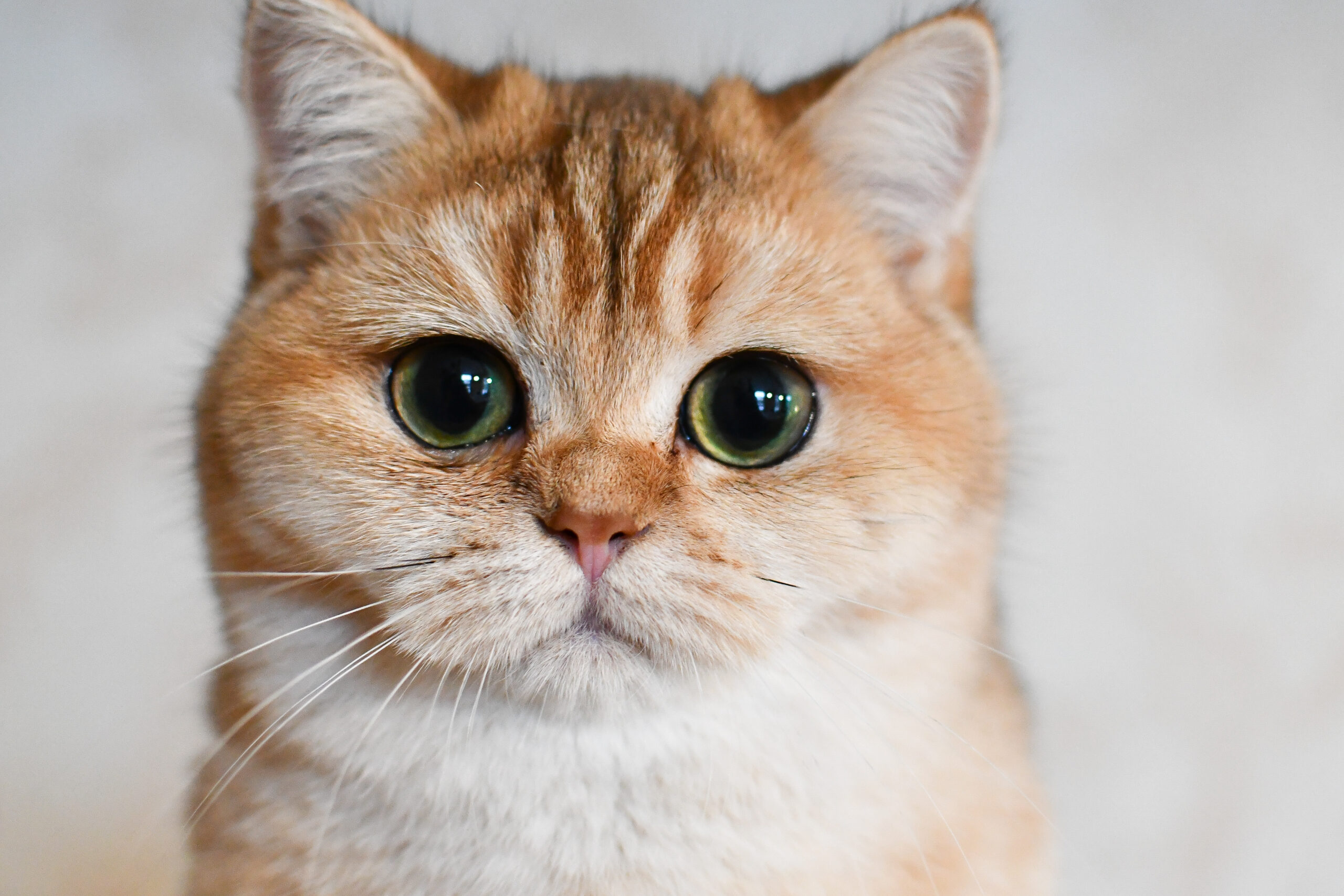 Brits Korthaar Golden kat — type en karakter