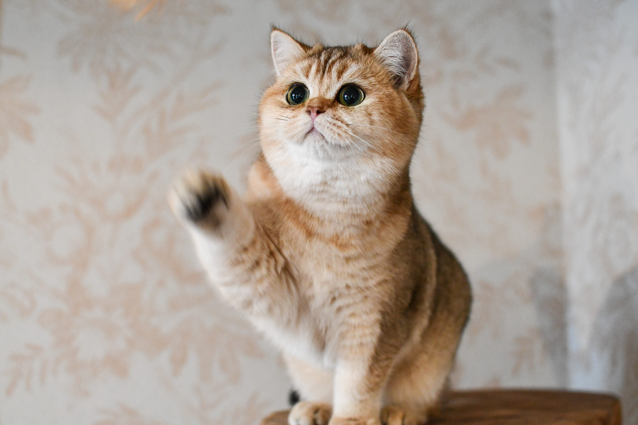 Brits Korthaar Golden kittens van Golden Bears Cattery